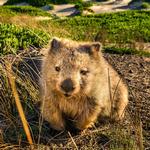 2026 Our Australia Native Animals Calendar alternate 1