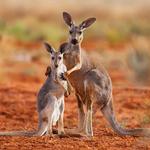 2027 Our Australia Native Animals Calendar alternate 1