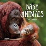Baby Animals 2020 Calendar