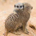 2026 Baby Animals Calendar alternate 1