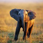 2027 Baby Animals Calendar alternate 1