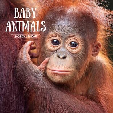 Baby Animals 2020 Calendar - isubscribe.com.au Baby Animals 2020 Calendar - isubscribe.com.au