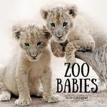 Zoo Babies 2020 Calendar