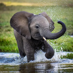 2026 Zoo Babies Calendar alternate 1