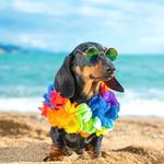 2026 Sausage Dogs Calendar alternate 1