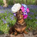 2027 Sausage Dogs Calendar alternate 1