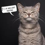2026 Snappy Cat Calendar alternate 1