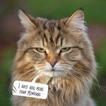 2027 Snappy Cat Calendar alternate 1