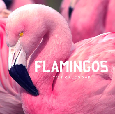 2024 Flamingos Calendar cover