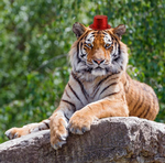 2024 Big Cats Tiny Hats Calendar alternate 1