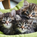 2026 Kittens Calendar alternate 1