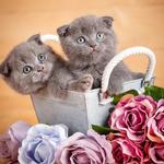 2027 Kittens Calendar alternate 1