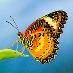 2026 Butterflies Calendar alternate 1