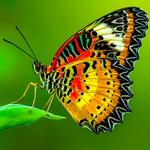 2027 Butterflies Calendar alternate 1
