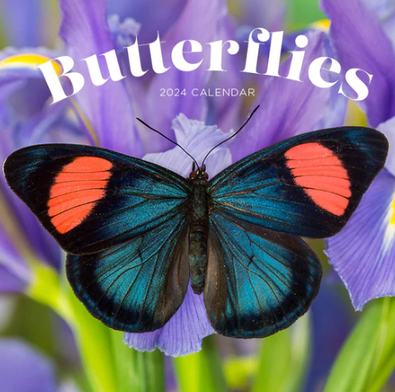 2024 Butterflies Calendar cover