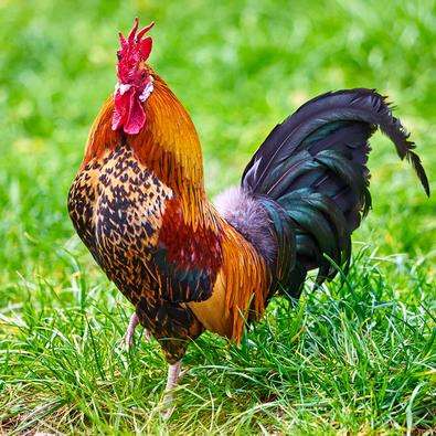 2023 Colourful Chicks Calendar - isubscribe.com.au