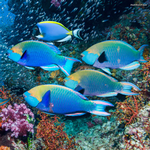 2026 Colourful Ocean Animals Calendar alternate 1