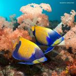 2027 Colourful Ocean Animals Calendar alternate 1