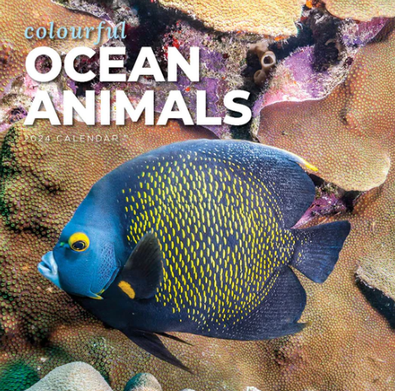 2024 Colourful Ocean Animals Calendar cover