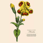 2024 Illustrated Botanicals Calendar alternate 1