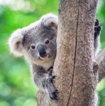 2024 Koalas Calendar alternate 1