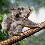 2026 Koalas Calendar alternate 1
