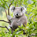 2027 Koalas Calendar alternate 1