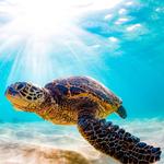 2026 Sea Turtles Calendar alternate 1