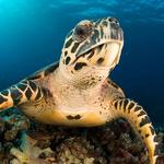 2027 Sea Turtles Calendar alternate 1