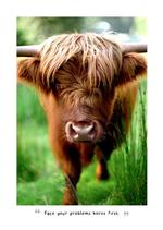 2027 Highland Cows Diary alternate 1