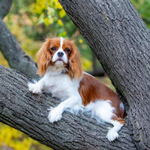 2026 Cavalier King Charles Spaniel Calendar alternate 1