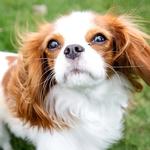2027 Cavalier King Charles Spaniel Calendar alternate 1