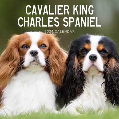 2024 Cavalier King Charles Spaniel Calendar cover