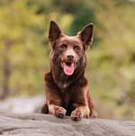 2026 Farm Dogs Calendar alternate 1