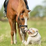 2027 Farm Dogs Calendar alternate 1