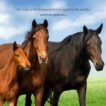 2027 Our Australia Horses at Home Calendar alternate 1