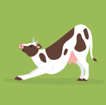 2024 Yoga Cows Calendar alternate 1