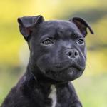 2026 Staffordshire Bull Terriers Calendar alternate 1