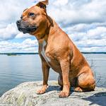 2027 Staffordshire Bull Terriers Calendar alternate 1