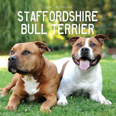 2024 Staffordshire Bull Terriers Calendar cover