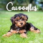 2027 Cavoodle Calendar