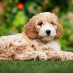 2027 Cavoodle Calendar alternate 1