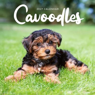 2027 Cavoodle Calendar cover