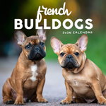 2026 French Bulldogs Calendar thumbnail