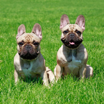 2026 French Bulldogs Calendar alternate 1