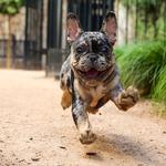 2027 French Bulldogs Calendar alternate 1