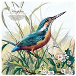 2026 Illustrated Birds Calendar alternate 1