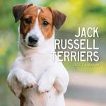 2027 Jack Russell Terrier Calendar