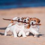 2026 Jack Russells Calendar alternate 1