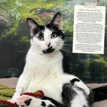 2026 Rescue Cats Calendar alternate 1